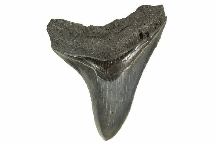 Serrated, Fossil Megalodon Tooth - South Carolina #321293